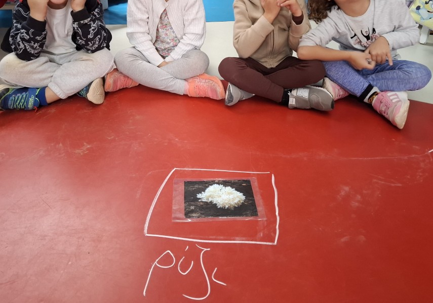 Τα μανιτάρια της Γαλάζιας Τάξης