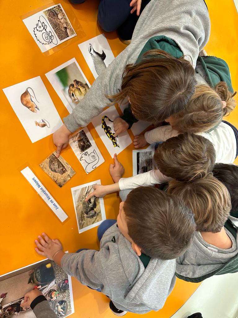 Η Ροζ τάξη μαθαίνει για τις αρκούδες