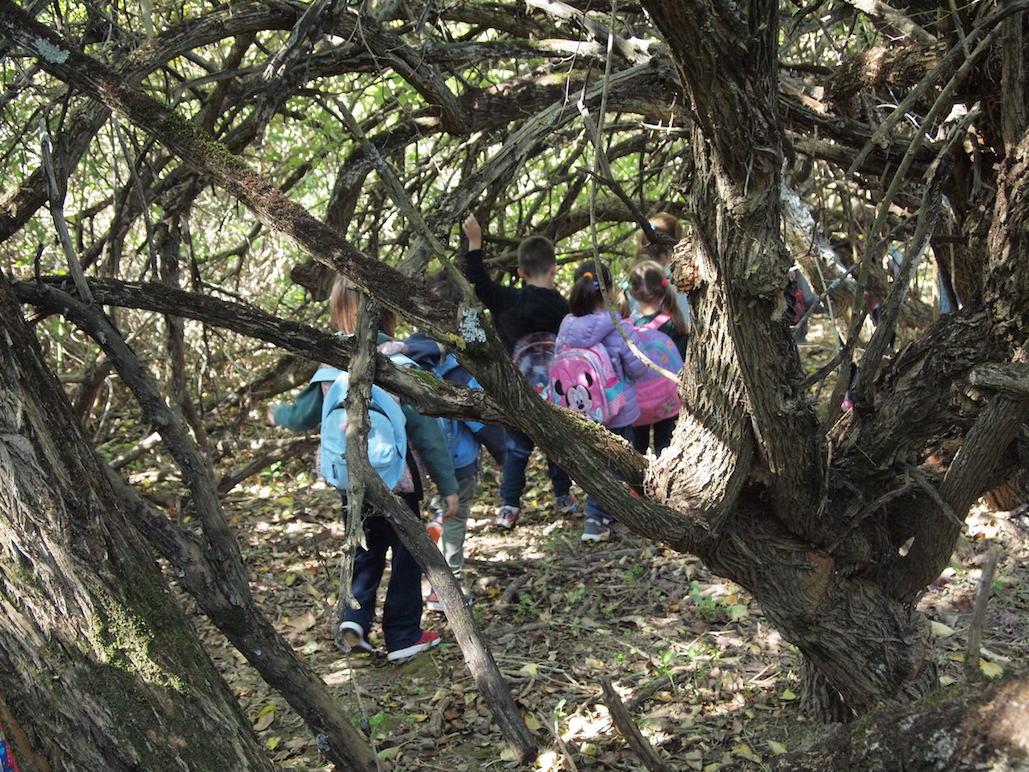 Ανακαλύπτοντας το Δάσος