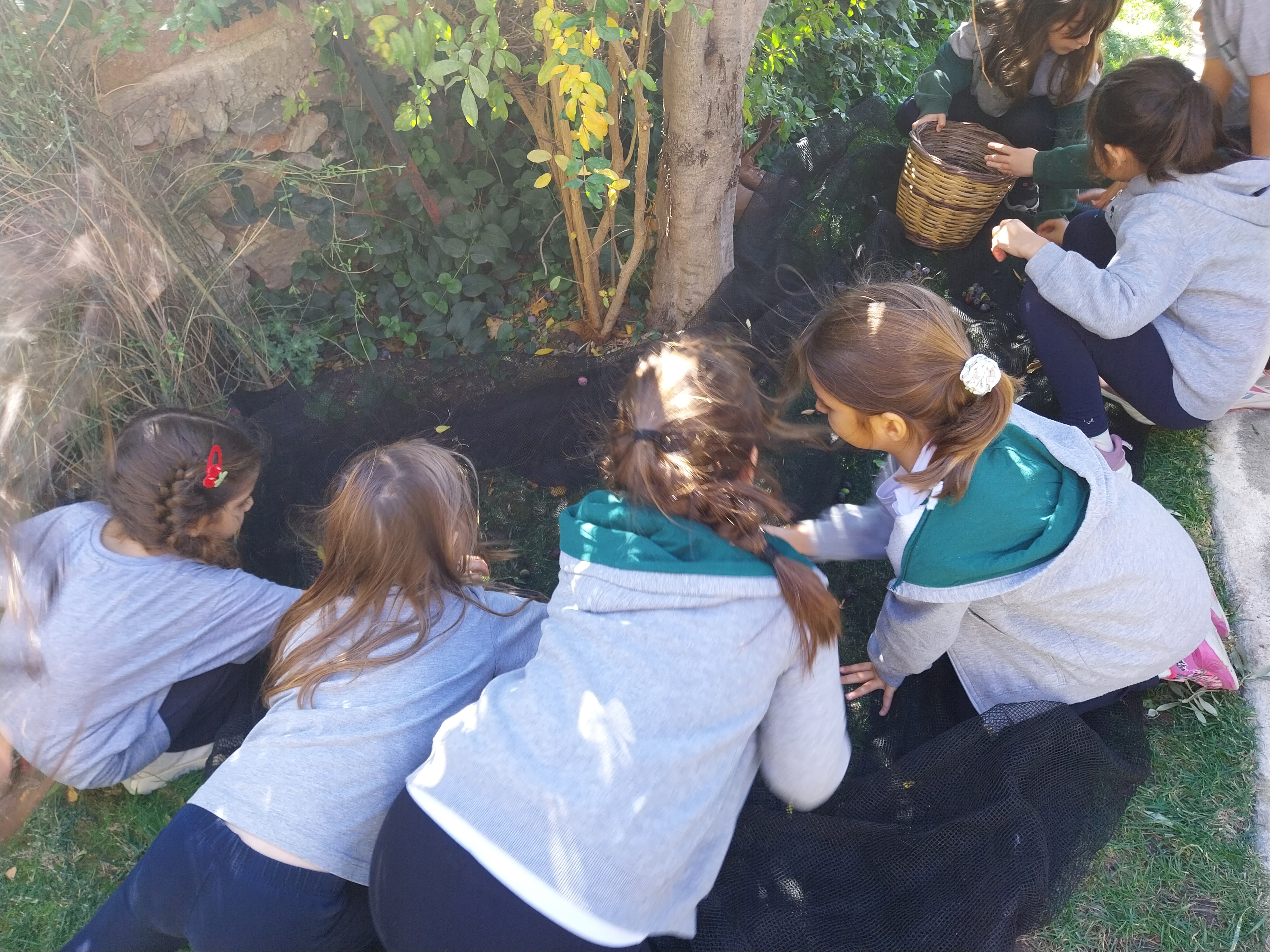 Γνωρίζοντας την ελιά