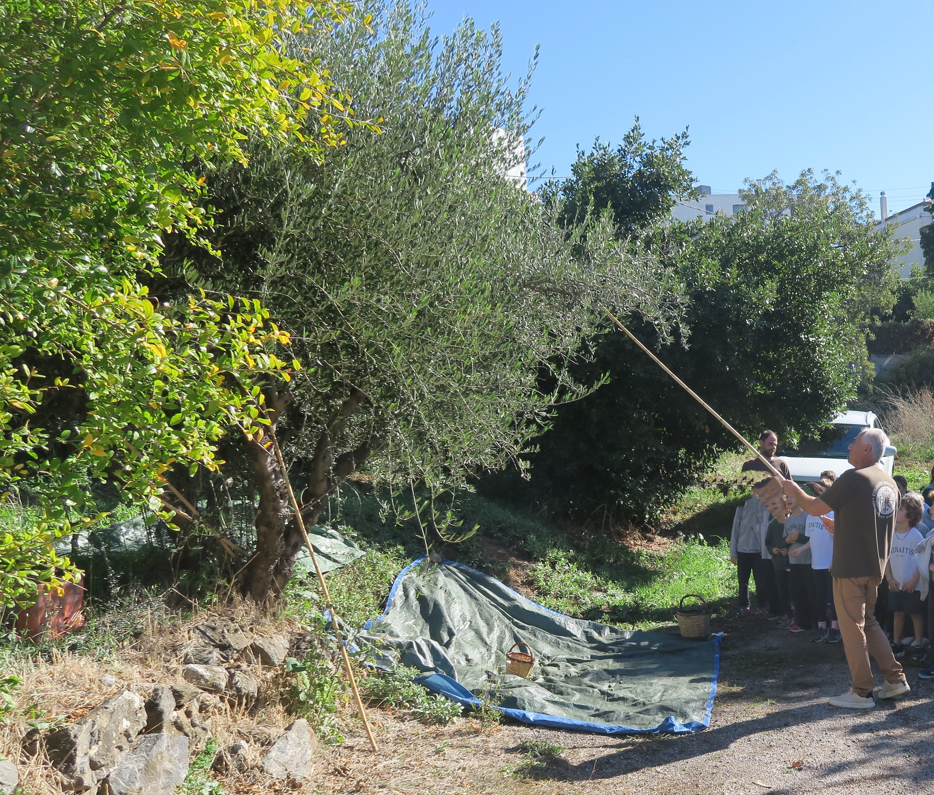 Η β' τάξη μαθαίνει για την ελιά και το ψωμί