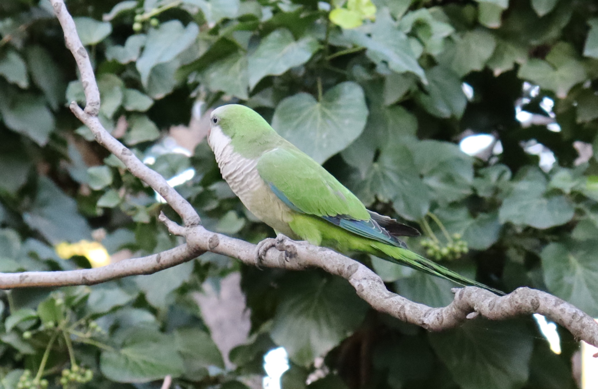 Διάσωση παπαγάλου
