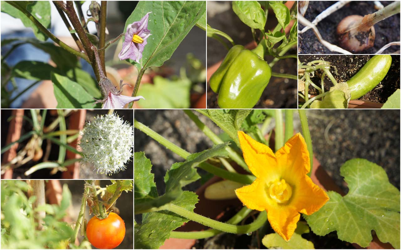 o_lahanokipos_toy_nipiagogeioy