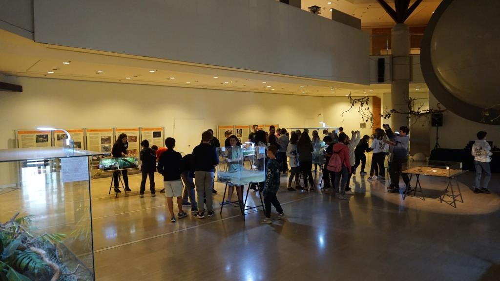 omilosfyssi_goulandri15nov18