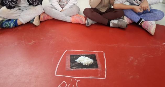 Τα μανιτάρια της Γαλάζιας Τάξης